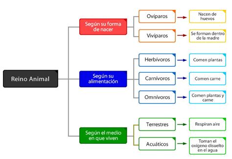 Clasificación De Los Animales