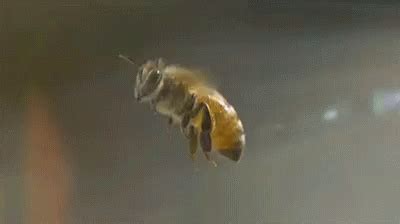 Bee Busy GIF - Bee Busy BeeFlying - Discover & Share GIFs