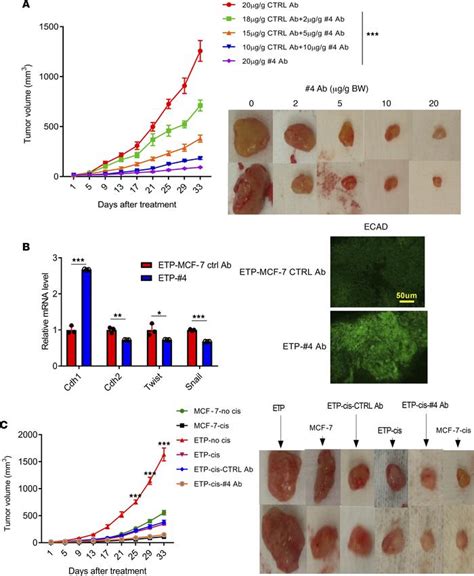 JCI Insight Human Endotrophin As A Driver Of Malignant Tumor Growth