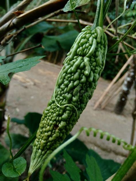 Bitter Melon Or Momordica Charantina L Also Known As Pare Hanging On