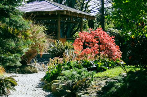 Japanese Maples Easy Big Trees New Zealand