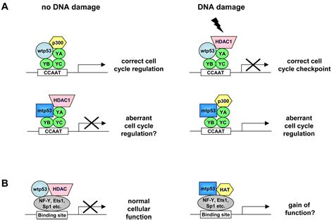 Mutant P Gain Of Function The Nf Y Connection Cancer Cell