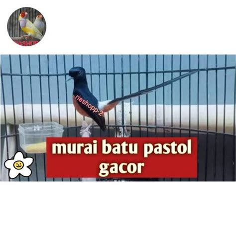 jual burung murai batu pastol gacor medan  gembung ekor panjang
