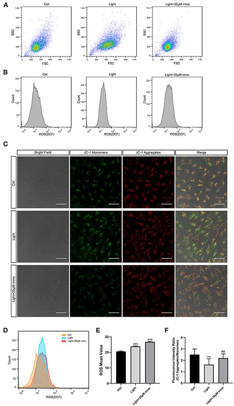 Frontiers Blue Light Induces Rpe Cell Necroptosis Which Can Be