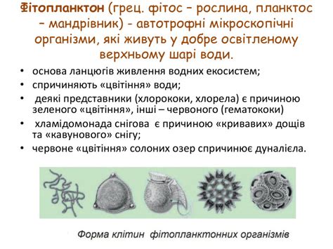 Урок 20 з біології НУШ "Зелені водорості"