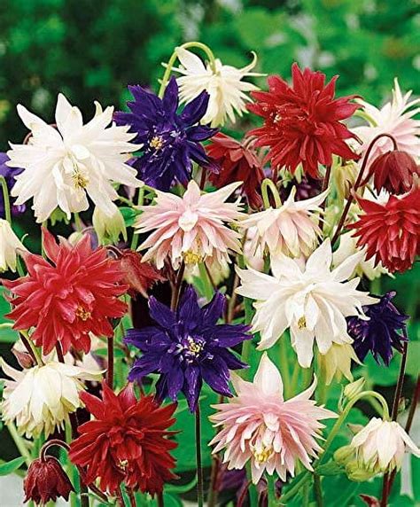 Fun And Grow Seeds Mmf Seeds Columbine Double Mix Perennial Flowers