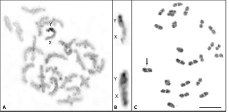 C Banded Meiotic Guppy Chromosomes Diakinesis Metaphase I A And XY