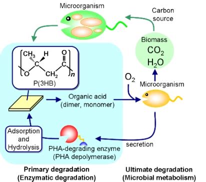 Materials | Free Full-Text | Biodegradability of Poly(hydroxyalkanoate ...