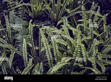 New Zealand Crown Fern Stock Photo Alamy