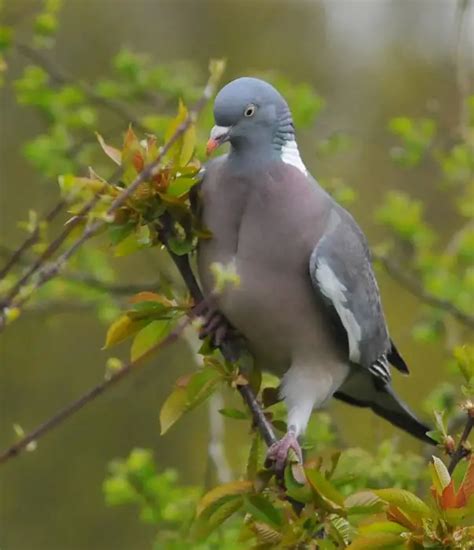 Common Wood Pigeons 101 Physical Characteristics Habitat Behavior