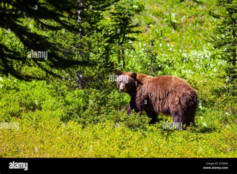 black bear in forest Stock Photo - Alamy