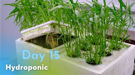 How To Grow Hydroponic Water Spinach From Seeds In Styrofoam Box Fast