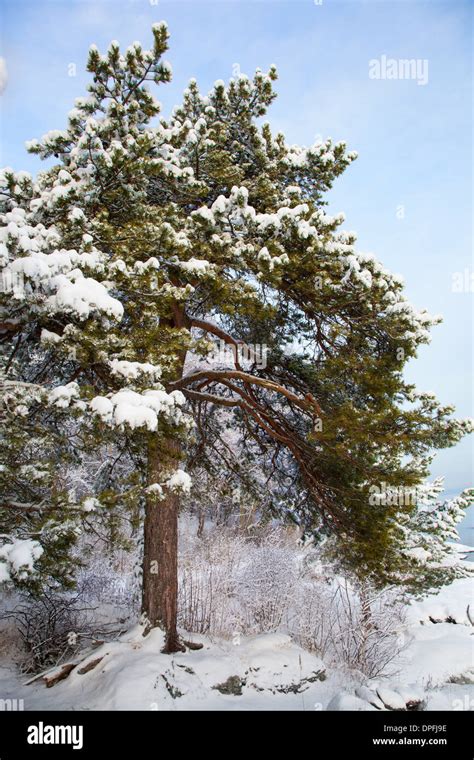 winter landscape with snowy pine tree Stock Photo - Alamy