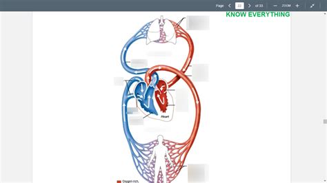 Systemic And Pulmonary Circuit Pulmonary Diagram Quizlet