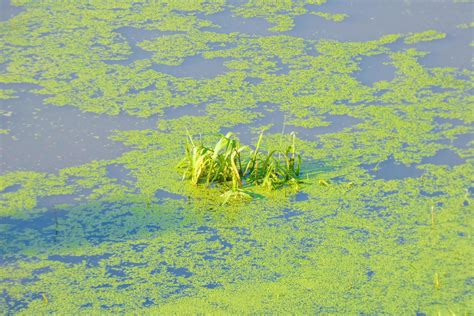 Agua Estancada Humedales En Las Proximidades De Un R O Vegetaci N