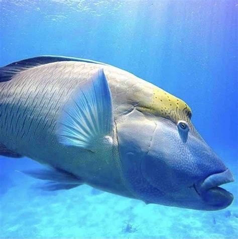 Wally Maori Wrasse – Coral Reef Fish – Change Started