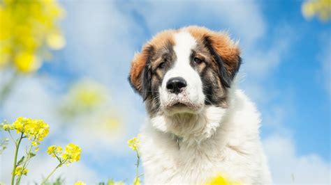 Wallpaper Dog Animals Flowers Nature 1920x1080 Kelvinwall