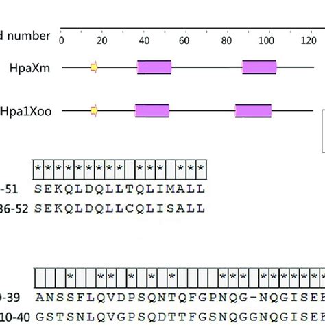 Predicted Secondary Structures And Sequence Alignment Between Hpaxm And