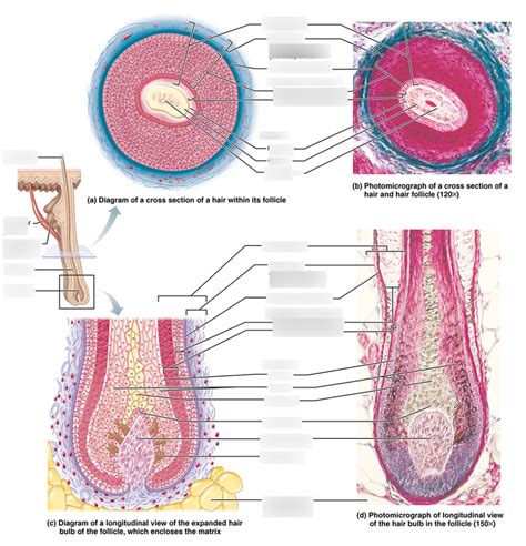 Structure of Hair and Hair Follicle (Labeling) Diagram | Quizlet