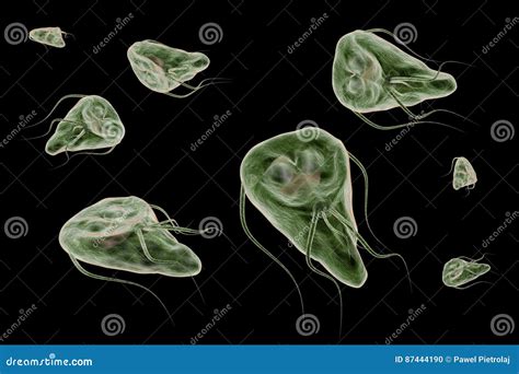 Giardia Lamblia Protozoan That Causes Giardiasis Disease D Rendering