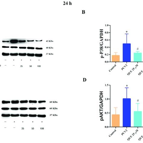 Effects Of Que On P38 And Pakt Protein Expression In Pcv2 Infected