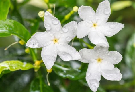 Sampaguita Flower Meaning A Symbol Of Love And Purity