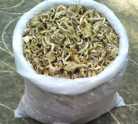 Dry Oyster Mushroom Packaging Plastic Or Polythene Bag At Rs