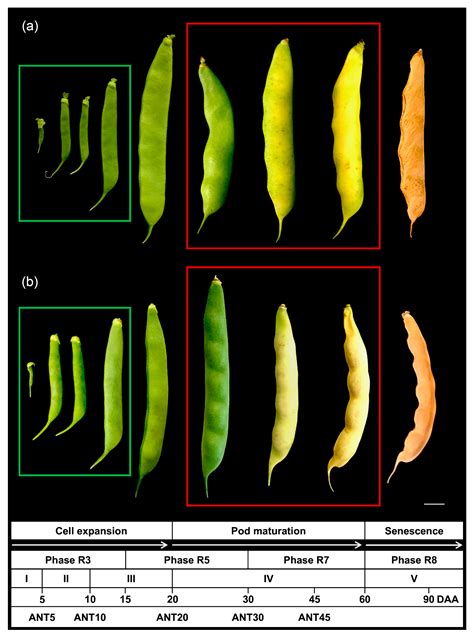 Plants Free Full Text Transcriptional Dynamics And Candidate Genes