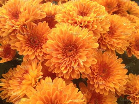 Orange Chrysanthemums Nature Photography Chrysanthemum Landscaping