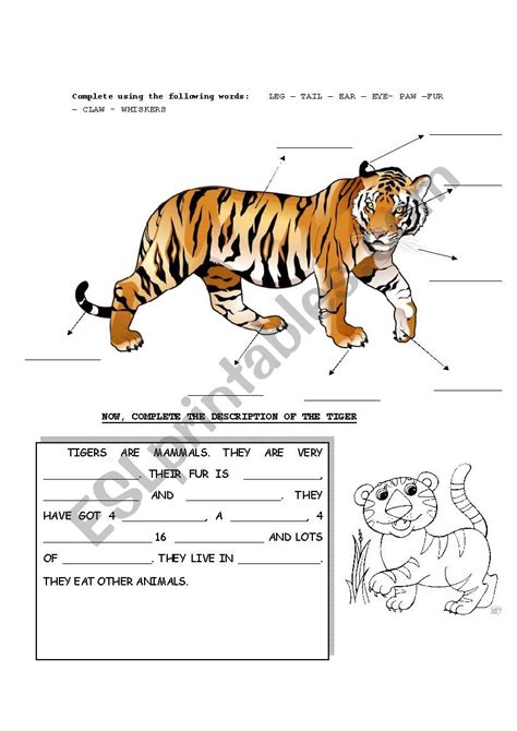 Tiger Facts Worksheet For Kindergarten