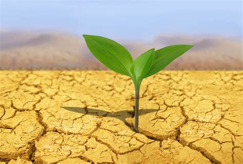 Microbes help plants survive severe drought • Earth.com