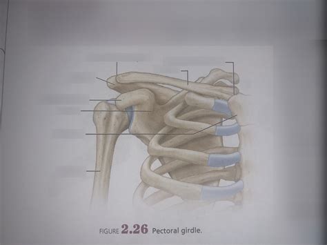 Pectoral Girdle Diagram Quizlet