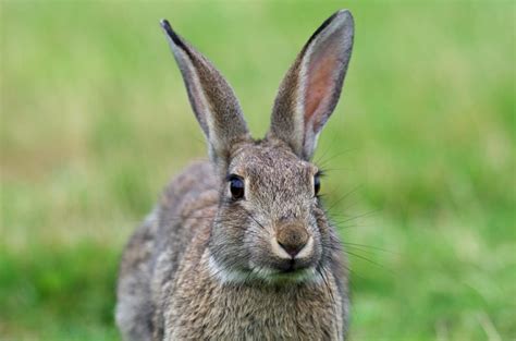 Wild Cottontail Or Domestic Bunny Save Somebunny