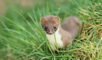 Stoat - Top Facts, Diet & Habitat Information