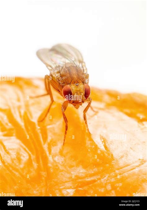 Mosca Tropical de la Fruta Drosophila Diptera parásito Insecta Pesta en