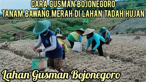 Beginilah Cara Gusman Bojonegoro Tanam Bawang Merah Di Lahan Tadah