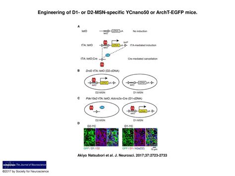 Engineering Of D Or D Msn Specific Ycnano Or Archt Egfp Mice