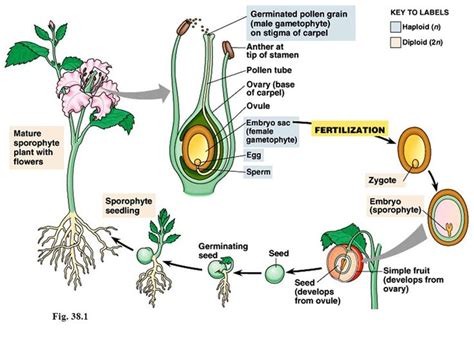 Angiosperm Reproductive Cycle Diagram Quizlet In 2021 Eggs Flowers