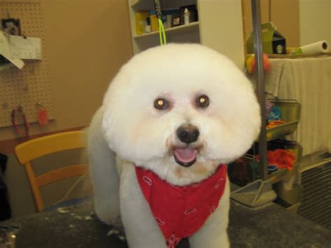 Bichon Frise Groomed - Wags To Riches Dog Grooming