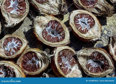 Nuez De Betel Debajo Del Sol Foto De Archivo Imagen De Cultural