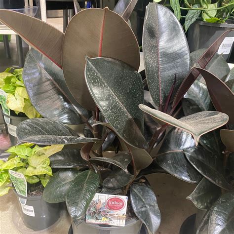 Ficus Burgundy Rodneys Plants Plus