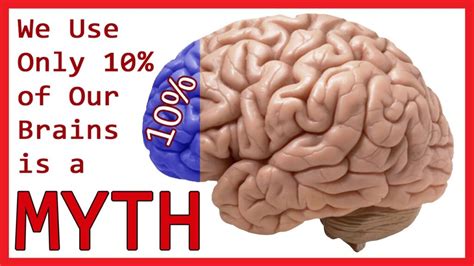 Myth Busted You Use Your Whole Brain Not 10 PowerBrain RX