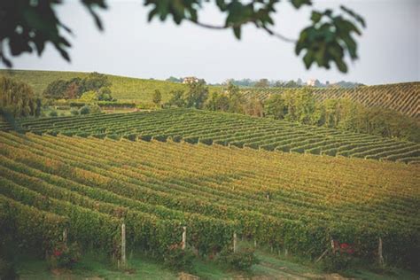 Il Botolo Nizza Docg Barbera Piemontese In Bocca Fresco E Corposo