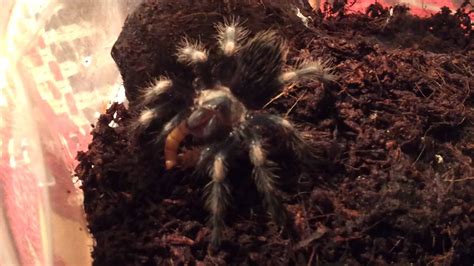 Brachypelma Auratum Feeding Time Update YouTube