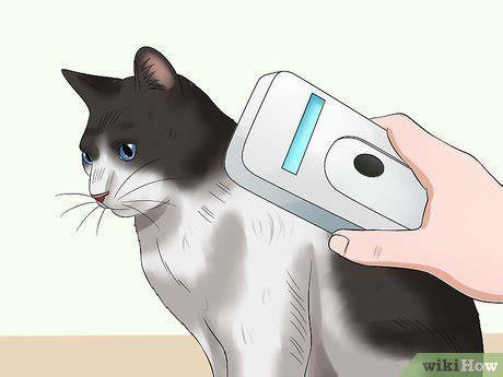 How to Microchip Your Cat: 13 Steps (with Pictures) - wikiHow