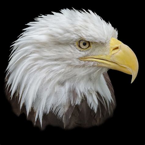 Bald Eagle Profile Photograph By Ernie Echols