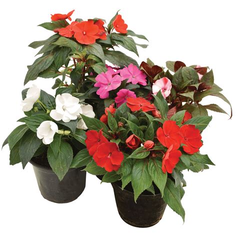 Impatiens New Guinea Lifestyle Home Garden Online Store