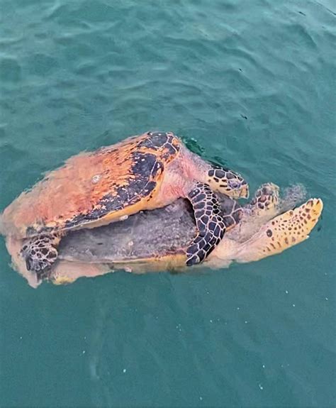 Critically Endangered Hawksbill Turtles Recorded Copulating In S Pore