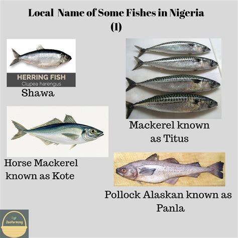 Nigeria Fishes And Their Local Names