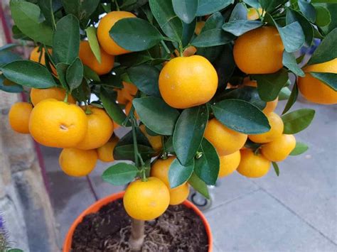 The Best Fertilizer For Orange Trees Minneopa Orchards